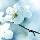 雪白的小白@wechat
